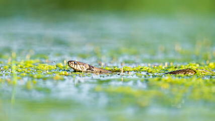 Grass Snake swimming through a Swamp