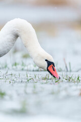 Swan feeding on riverbed