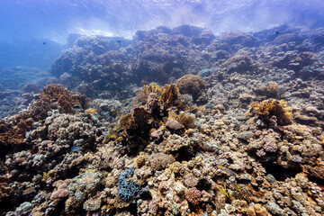 Underwater photography of coral and marine life