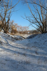 A snowy landscape with trees