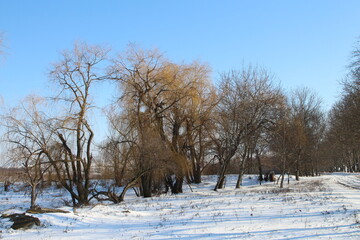 A snowy field with trees