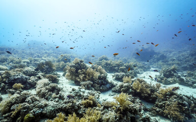 Underwater photography of coral and marine life