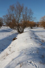 Fototapeta na wymiar A snowy field with trees