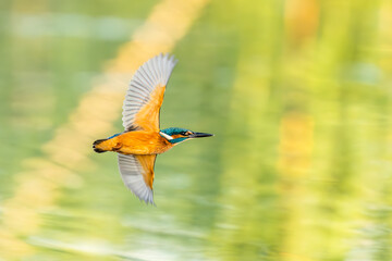 Kingfisher Flying on a Pond