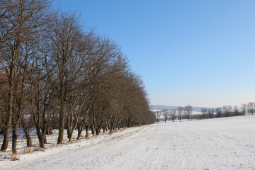 A snowy field with trees