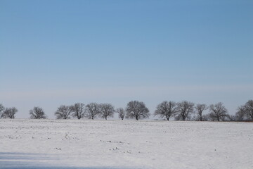 A snowy field with trees and a blue sky
