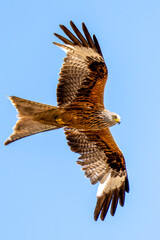 Redkite soaring through the clear blue sky