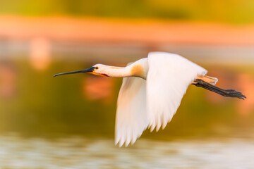 Majestic Spoonbill at Sunrise flying though the sky