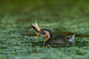 Little Grebe with Big Prey