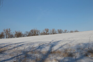 A snowy field with trees