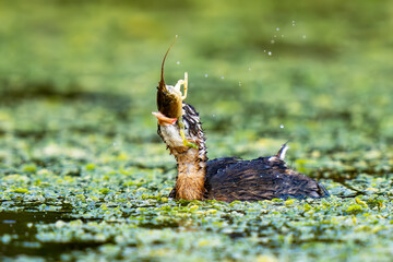 Little Grebe Big Prey