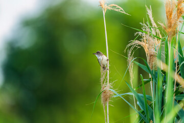 Beautiful Great Reed-Warbler Sitting On Reed