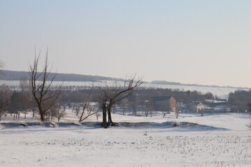 A snowy field with trees and buildings