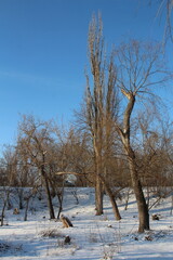 A group of trees in a snowy field