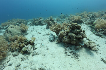 Obraz premium Underwater photography of coral and marine life