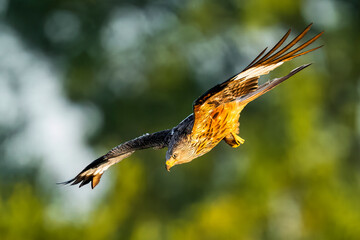 Redkite soaring through the forest