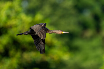 Cormorant Soaring Through The Sky