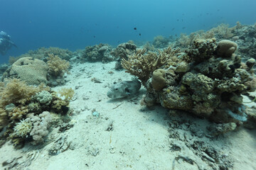 Underwater photography of coral and marine life