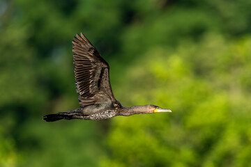 Cormorant Soaring Through The Sky