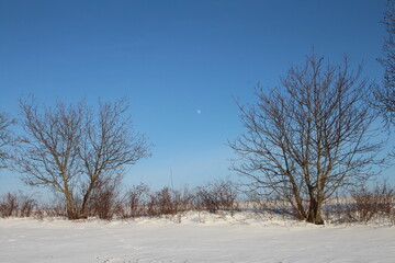 Fototapeta na wymiar A snowy field with trees and blue sky