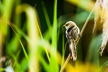 Bearded Tit Flying towards Sunset