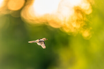 Bearded Tit Flying towards Sunset