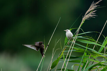 Pearlstar with leucism resting on reed