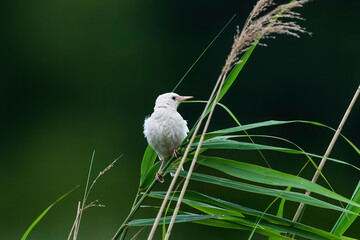 Pearlstar with leucism resting on reed
