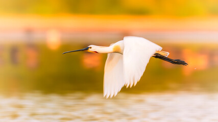 Majestic Spoonbill at Sunrise flying though the sky