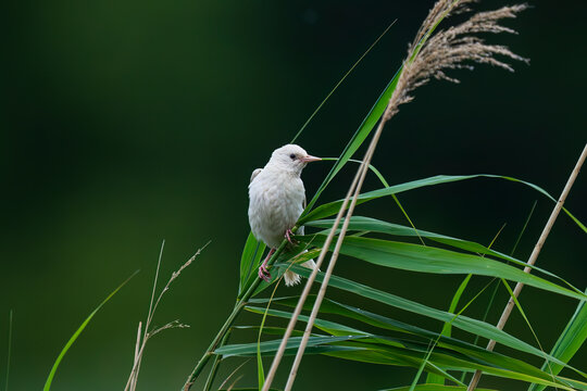 Pearlstar with leucism resting on reed