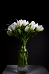 A bunch of white tulips on black background in transparent glass vase