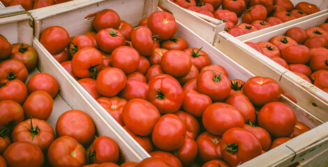 Tomatoes at a Farmer's Market 