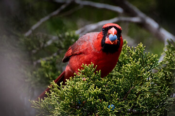 Northern Cardinal, Cardinalis cardinalis, feeding on berry seeds in the Balcones Canyonlands National Wildlife Refuge, Marble Falls, TX during the winter.