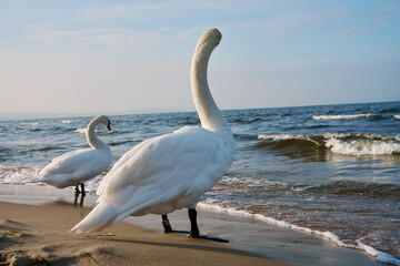 White swan on shore of Baltic Sea in Poland. Wild swan in nature