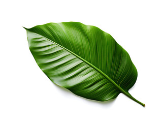 Fototapeta premium A tropical green leaf suitable for home decor, aesthetics, and collage design. Captured from the corner of an eagle's eye on a white background. Created with Generative AI.