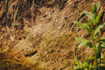 grass on the ground - frog - nature - background