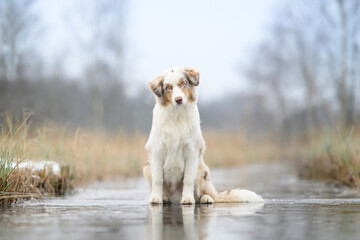 Australian Shepherd sitting on a frozen stream in winter