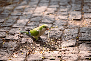 A green parrot in the ground in a park