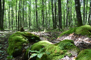 A deciduous forest in summer, Sainte-Apolline, Québec, Canada