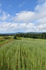 Obraz premium A field of oats in summer, Sainte-Apolline, Québec, Canada