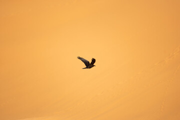 Fototapeta na wymiar Raven flying in the desert