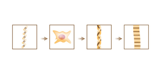 Collagen synthesis. From Amino acids, Peptides and Gelatin to Collagen molecule, Collagen fibers. fibroblasts. Anti-aging therapy. Vector illustration.