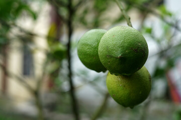 green apples on tree