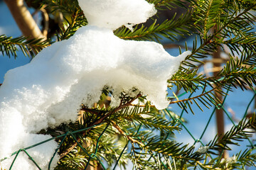 Close-up of Yew Taxus baccata Fastigiata Aurea, English yew, European yew covered with white fluffy...