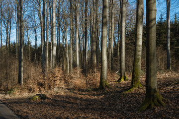Herbst im Wald, Buchen mit Weg
