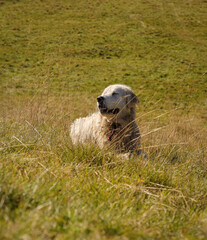 Pies pasterski wygrzewający się na górskiej łące pośród traw. A shepherd dog basking in the grass in a mountain meadow