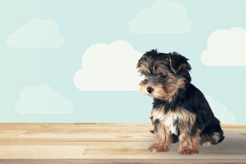 Cute small smart domestic dog