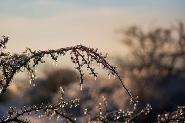 branches of a tree in winter