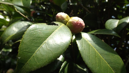 Pink Camellia japonica (Japanese Camellia), Osaki Hachimangu Shrine, Sendai Japan