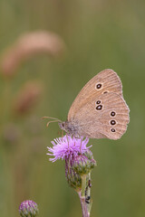 The ringlet - Aphantopus hyperantus on Cirsium arvense - creeping thistle